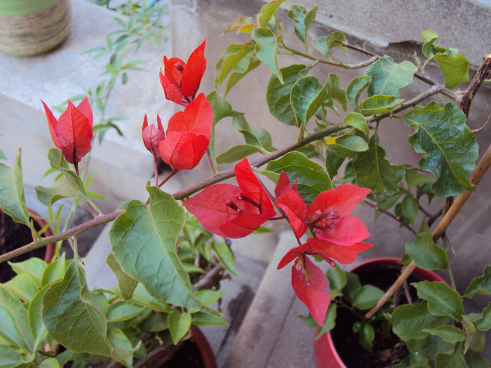 in sfarsit, red flame - Bougainvillea- un nou sezon