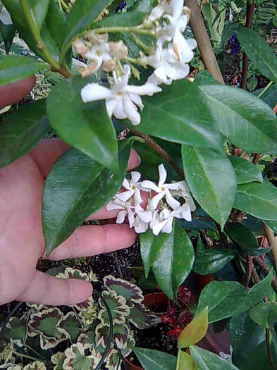 jasmine rhyncospermum - Jasminum