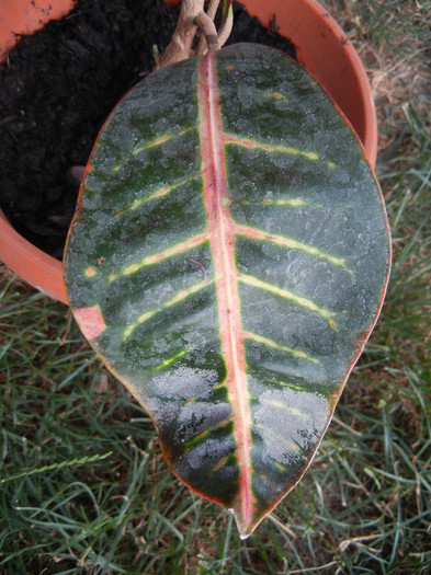 Codiaeum variegatum Petra (2012, Jul.01)