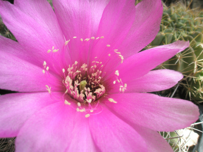 cardenasiana - detaliu floare - Lobivia