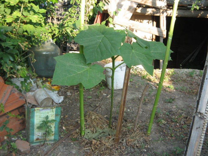 Paulownia tomentosa , iunie 2012