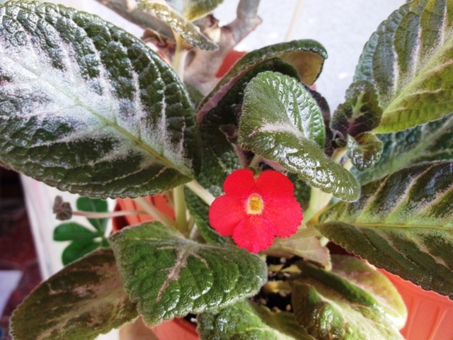 Spring Symphony (1) - Episcia