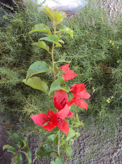 incat mereu o pozez - Bougainvillea- un nou sezon