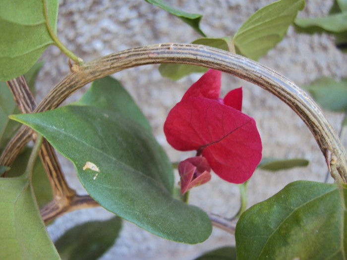 oricum, multumesc! - Bougainvillea- un nou sezon