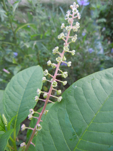 Phytolacca americana (2012, July 01)