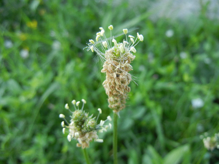 Plantago lanceolata (2012, July 02)
