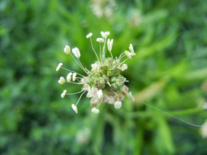 Plantago lanceolata (2012, July 02)