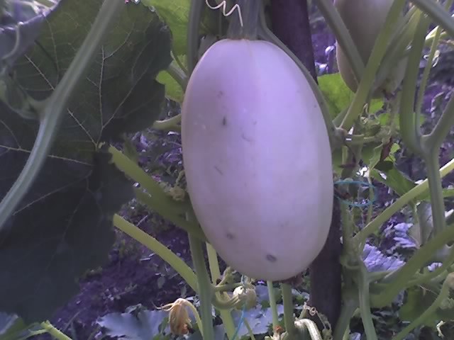 05-07-12_spaghetti squash