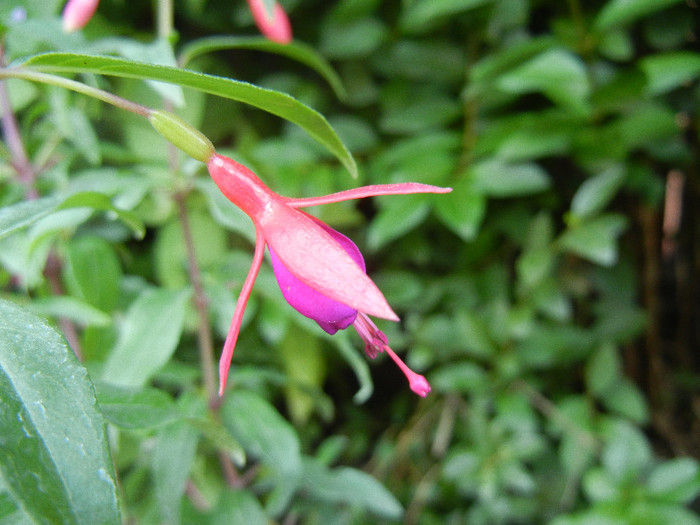 Fuchsia magellanica Gracilis (`12, Jul.02)