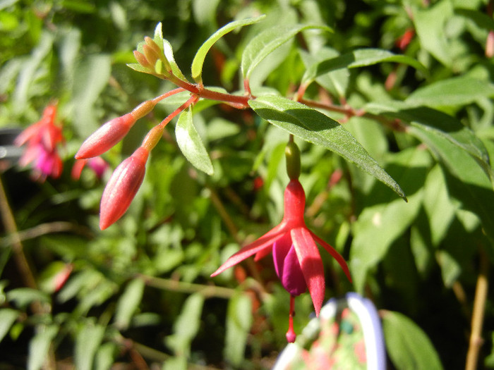 Fuchsia magellanica Gracilis (`12, Jul.03)