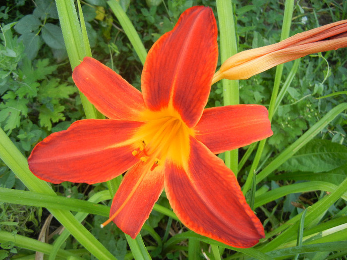 Daylily Red (2012, June 30)