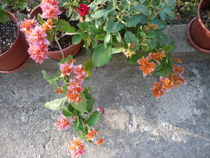 P1150475 - zzz-BOUGAINVILLEA-2012