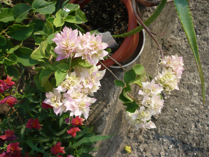 P1150479 - zzz-BOUGAINVILLEA-2012