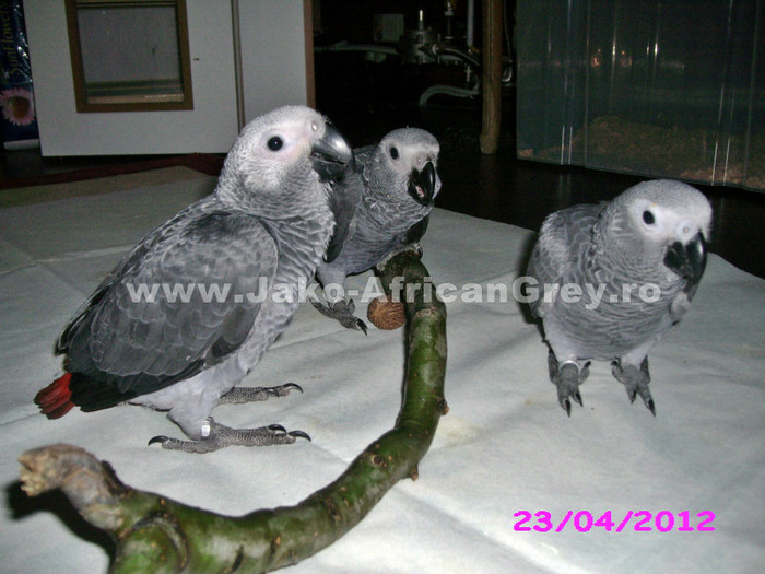 papagal jako african grey; papagal jako african grey
