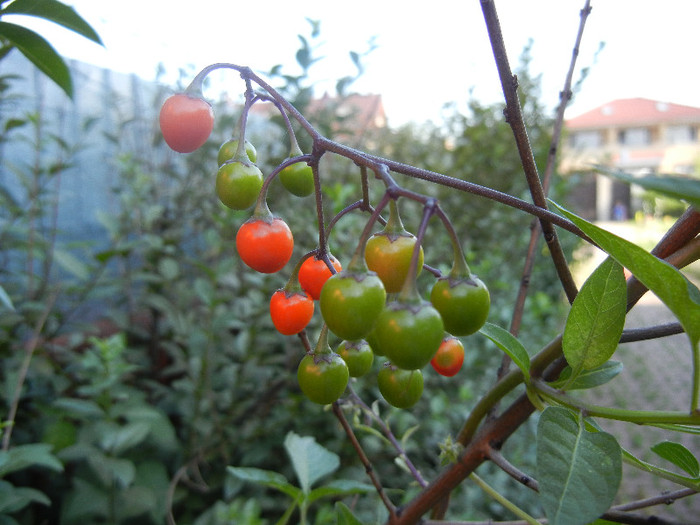Climbing Nightshade (2012, July 02) - Solanum dulcamara