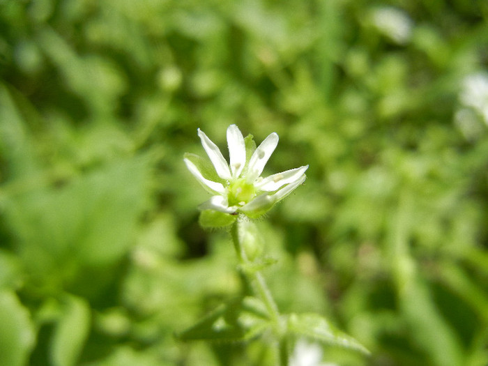 Stellaria media (2012, July 03)