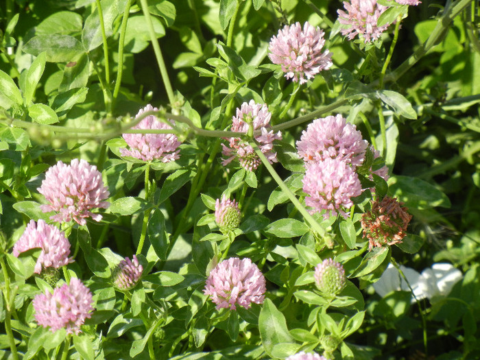 Red Clover (2012, July 03) - Trifolium pratense_Red Clover