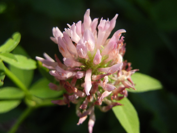 Trifolium pratense (2012, July 03)