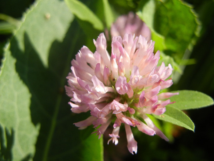 Trifolium pratense (2012, July 03)