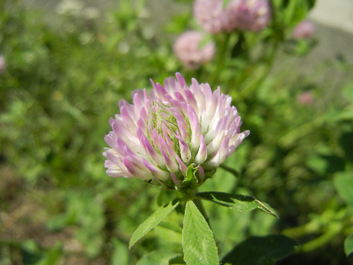 Trifolium pratense (2012, July 03) - Trifolium pratense_Red Clover