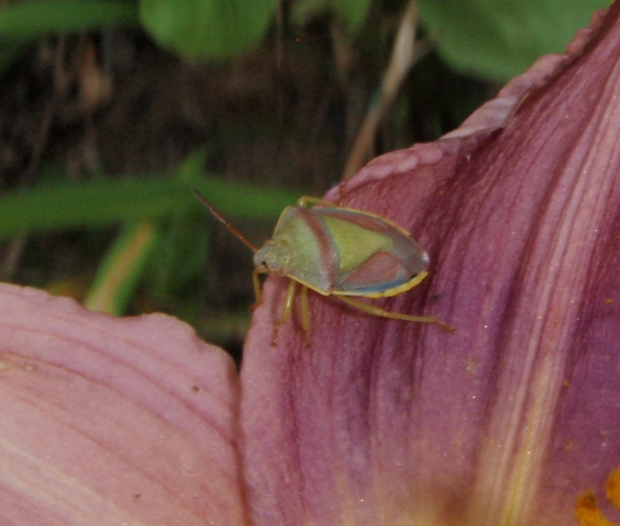 daunator la hemerocallis 8iul2012