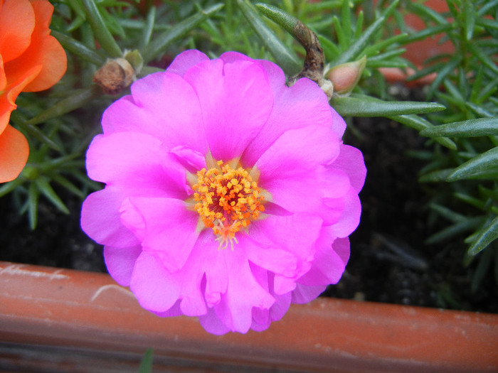 Portulaca grandiflora (2012, July 09) - PORTULACA Grandiflora