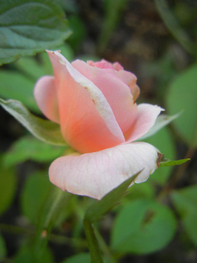 Pink Miniature Rose (2012, July 06)