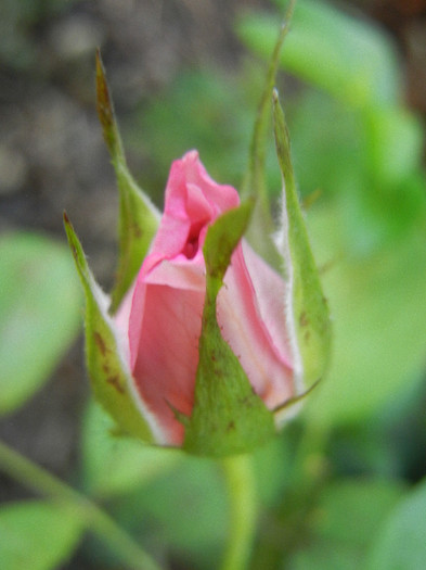 Pink Miniature Rose (2012, July 06)