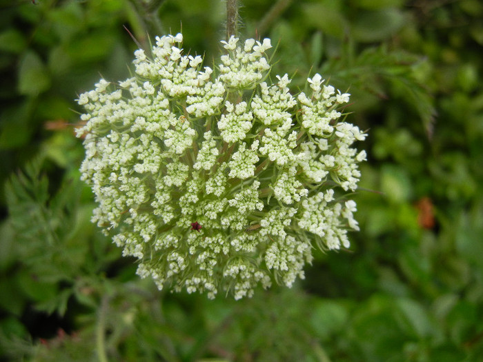 Daucus carota (2012, June 26)