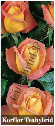 Trandafiri - Korflor - Teahybrid - Butasi de trandafiri Ciumbrud Plant