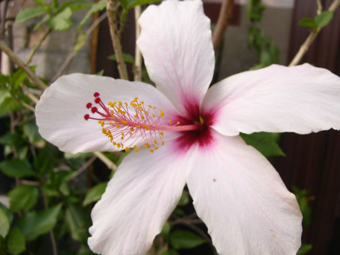 P1170746 - Hibiscus