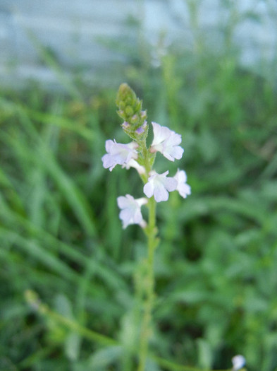 Verbena officinalis (2012, July 03)