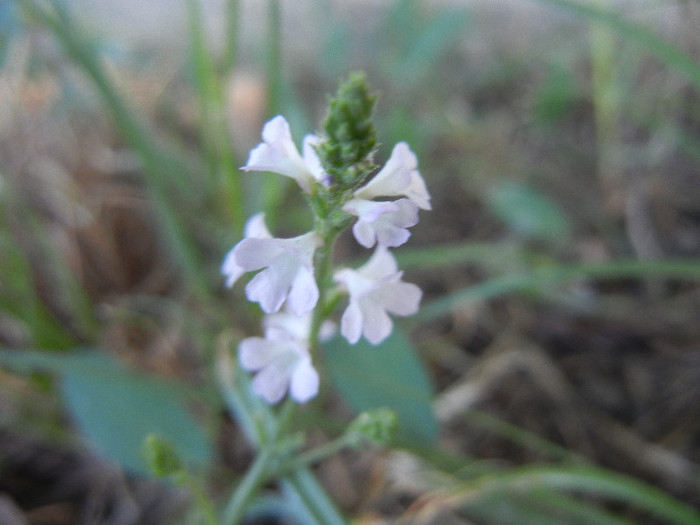 Common Vervain (2012, July 03)