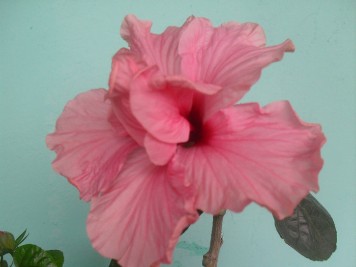 SDC18021 - HIBISCUS 2012