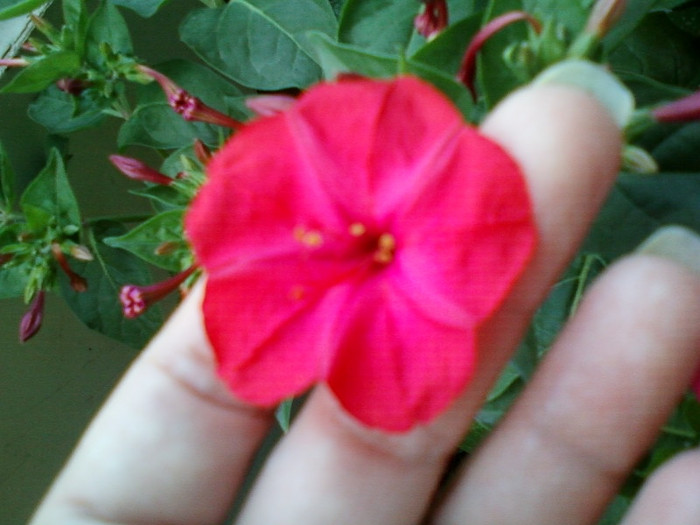 11 iulie 2012-flori 023 - mirabilis jalapa