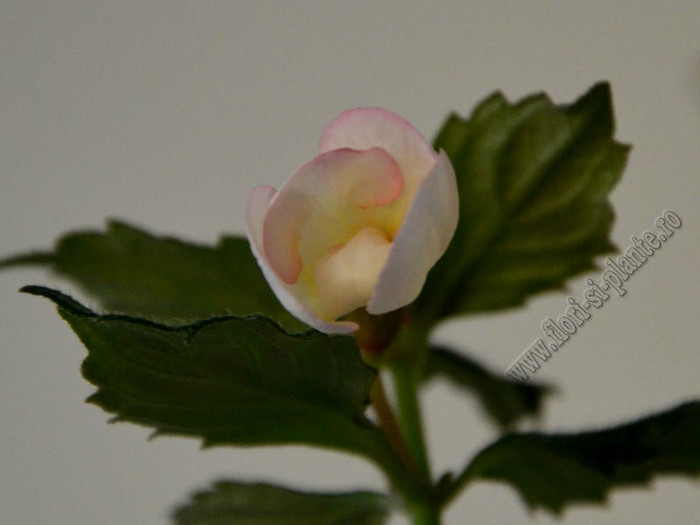 Achimenes Ivory Blush; 2012
