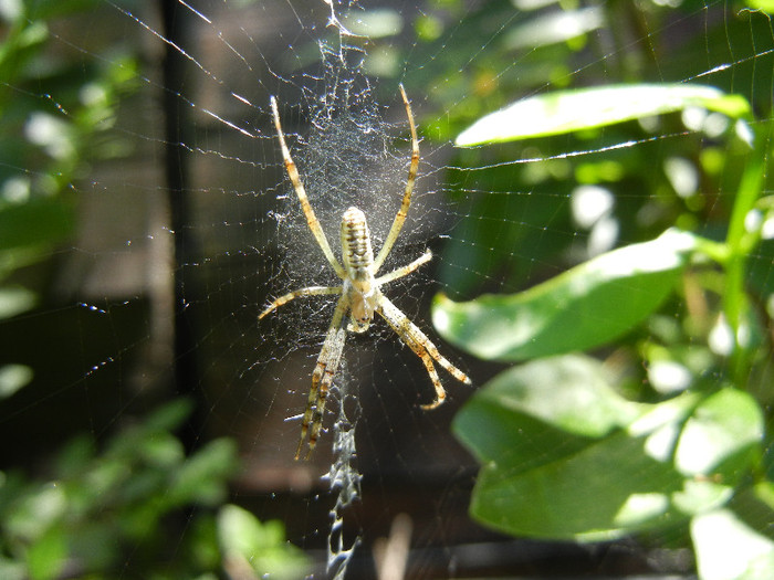 Spider_Paianjen (2012, July 03)