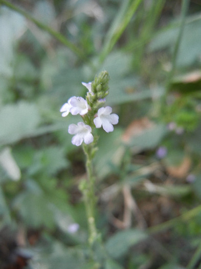Common Vervain (2012, July 10)