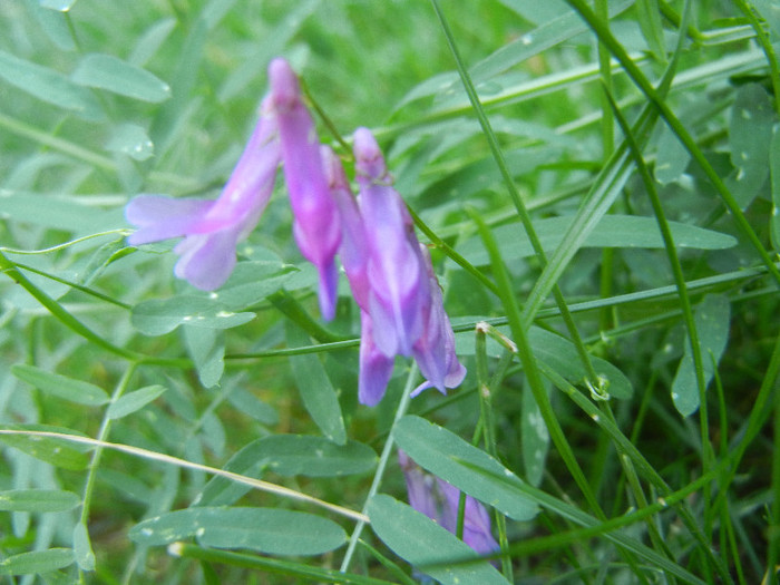 Winter Vetch (2012, July 03)