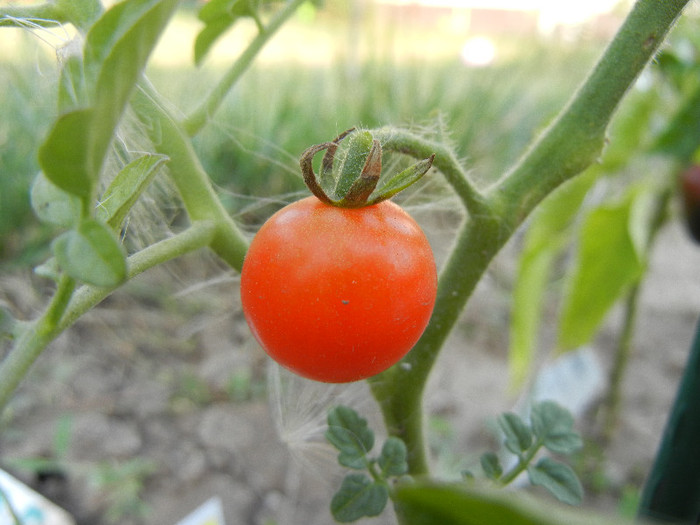 Tomato Sweet Baby (2012, July 11)