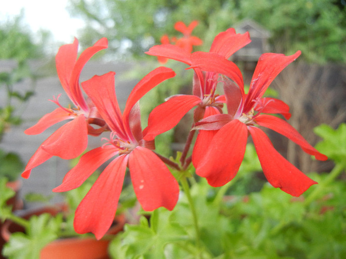 Mini Cascade Red (2012, July 11) - Ivy-geranium Mini Cascade Red