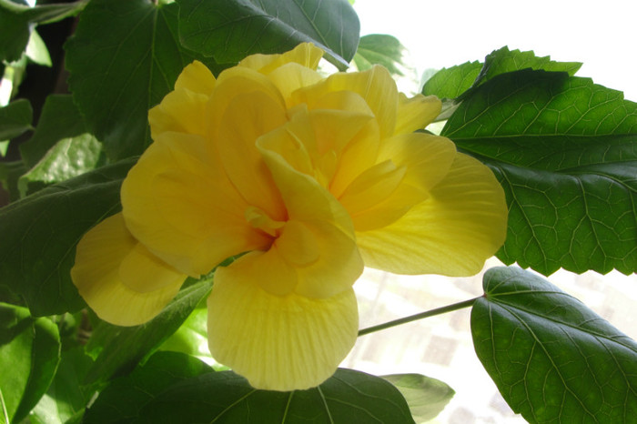 03.07.12 - B-hibiscus-2012 3