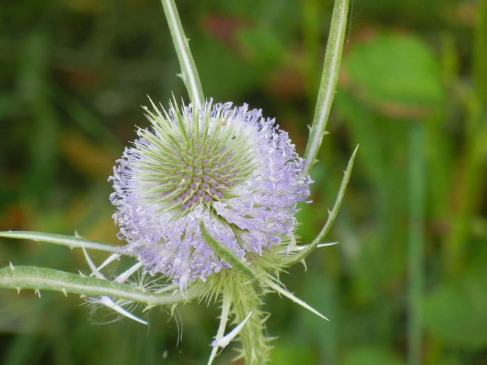 Common Teasel (2012, July 12)