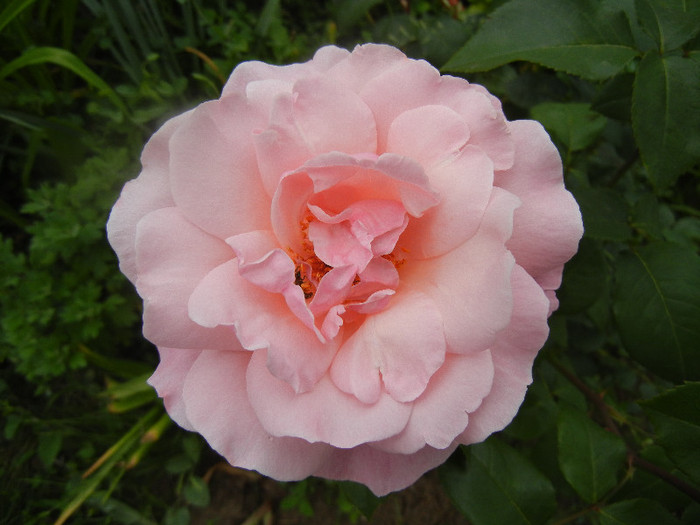 Rose Queen Elisabeth (2012, June 05)