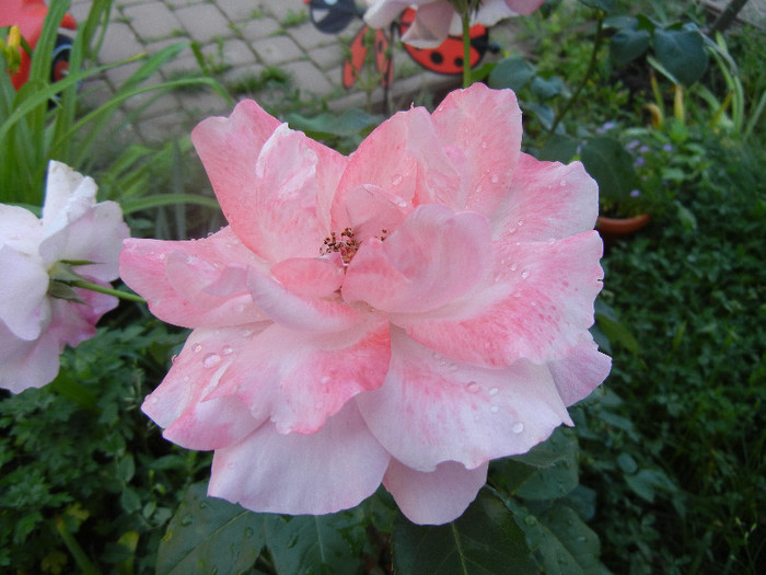 Rose Queen Elisabeth (2012, June 10)