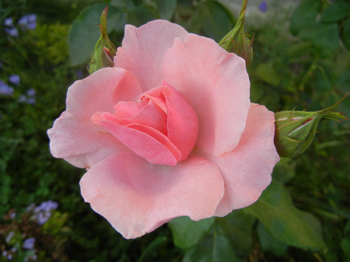 Rose Queen Elisabeth (2012, June 17)