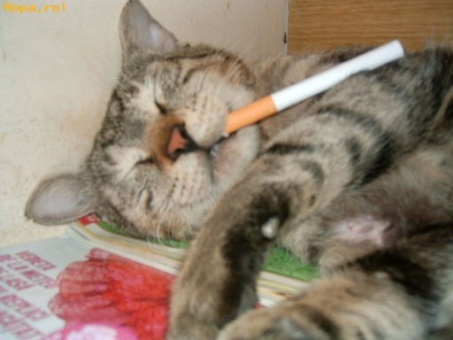 pisica fumatoare
