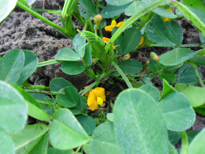 Planta de arahide inflorita