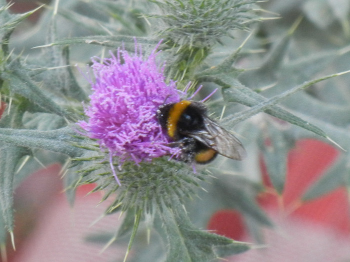 Bumblebee on Cirsium (2012, July 14) - BEES and BUMBLEBEES