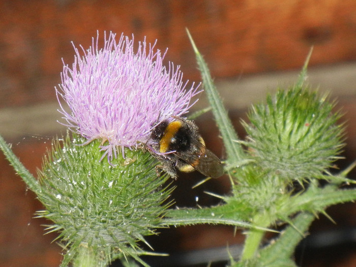 Bumblebee on Cirsium (2012, July 14)